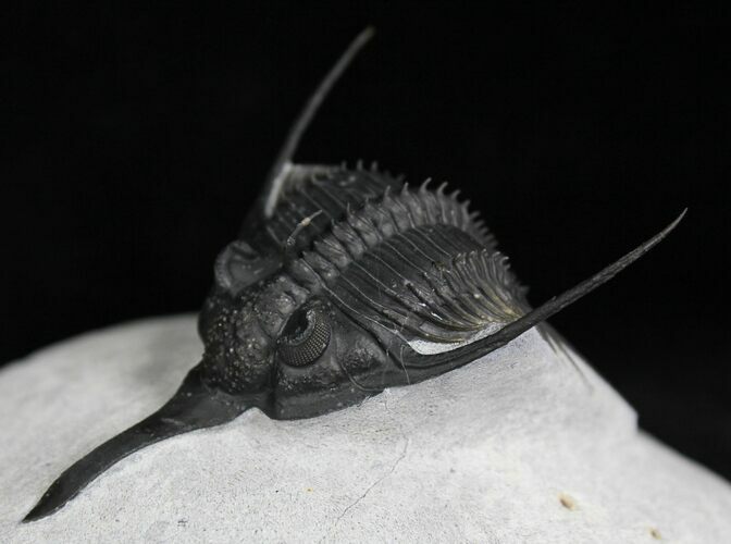 Stunningly Prepared Psychopyge elegans Trilobite - #22131